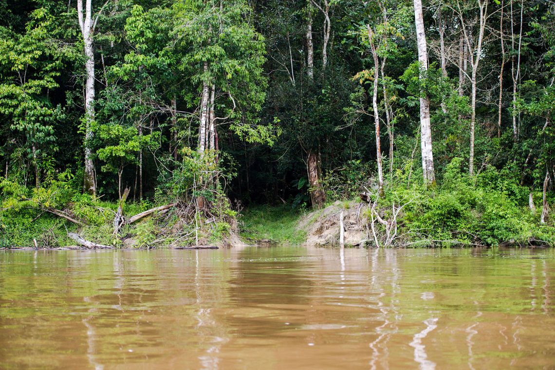 1020835-amazonia_1253
