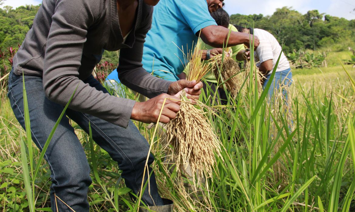mutiraoarroz
