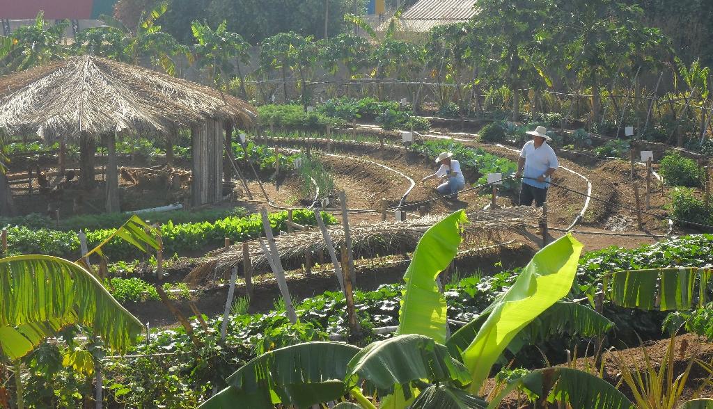 Horta Escolar
