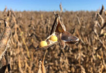 Exportações do agro brasileiro sobem e chegam a US$ 16 bilhões