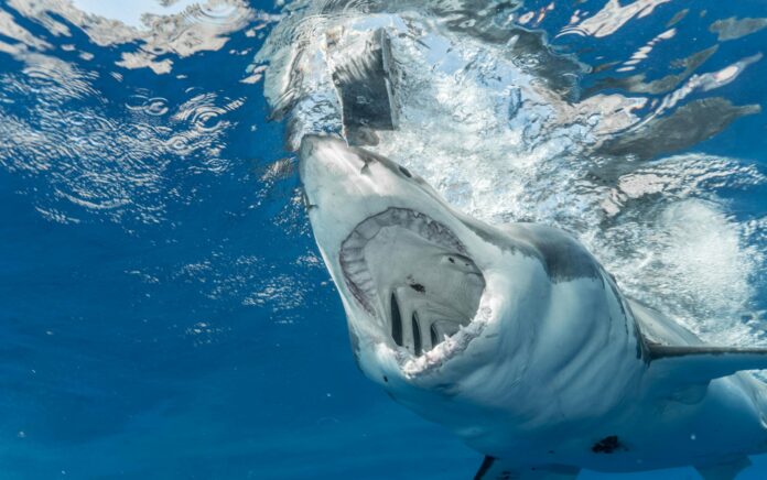 pexels-photo-6497794 scary shark opening mouth in water