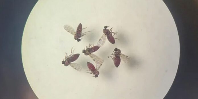 saude-registra-anomalia-congenita-em-bebe-associada-ao-oropouche