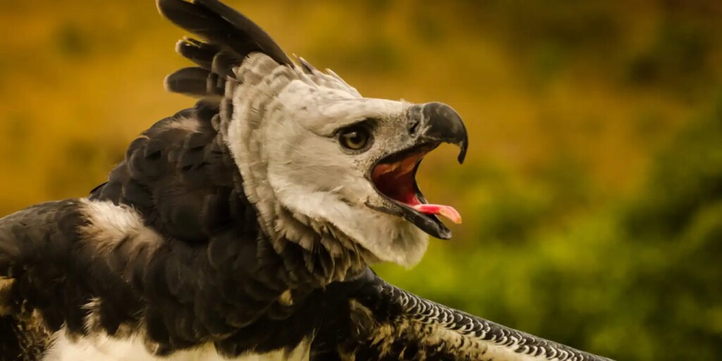 fenomenos-naturais-poem-em-risco-de-extincao-quase-4-mil-especies