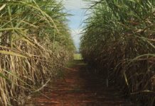 producao-de-cana-pode-cair-20%-com-mudancas-climaticas,-diz-estudo