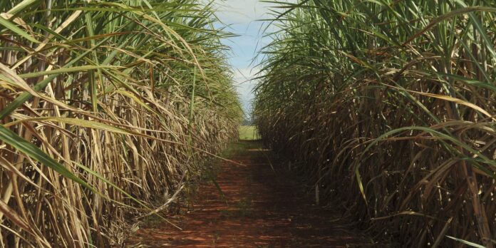 producao-de-cana-pode-cair-20%-com-mudancas-climaticas,-diz-estudo
