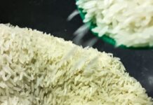 conab-vai-doar-sementes-de-arroz-para-agricultores-familiares-do-rs