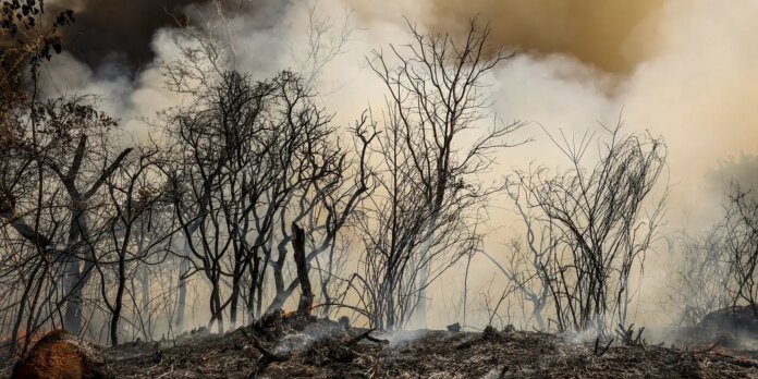 icmbio-suspeita-de-incendio-criminoso-na-floresta-nacional-de-brasilia