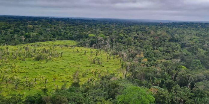 alertas-de-desmatamento-na-amazonia-caem-10,6%