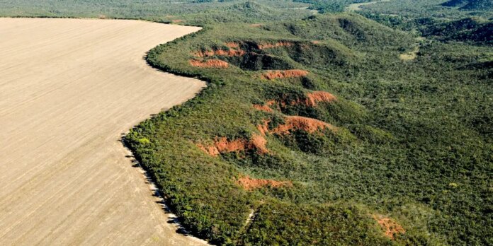 cerrado:-desmatamento-emite-135-milhoes-de toneladas-de-co2-desde-2023