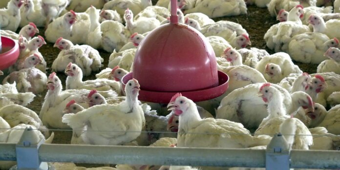 valor-de-producao-da-pecuaria-tem-recorde,-com-marca-de-r$-122-bi