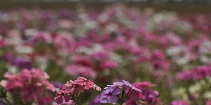 hoje-e-dia:-inicio-da-primavera-e-dia-mundial-sem-carro-sao-destaques