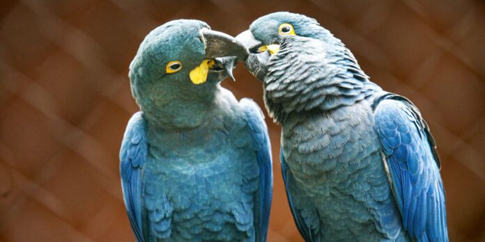 zoo-de-sp-mostra-arara-azul-de-lear-ao-publico pela-primeira-vez