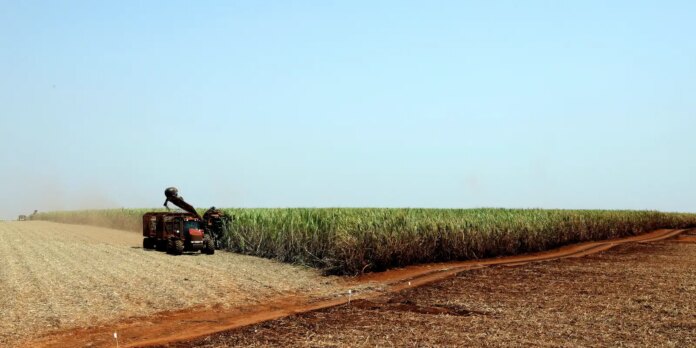 estudo-indica-bioinsumo-como-solucao-sustentavel-na-producao-alimentar