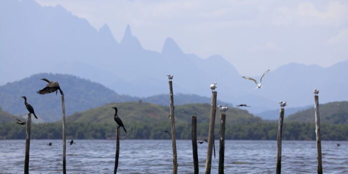 mangue-conservado-transforma-pescadores-em-guias-de-turismo