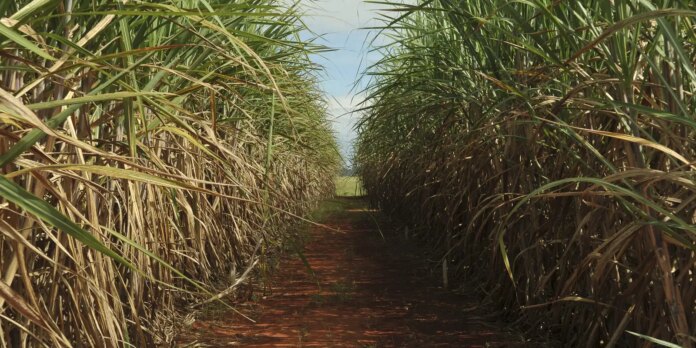 seca-extrema-derruba-produtividade-de-cana-e-usinas-antecipam-colheita