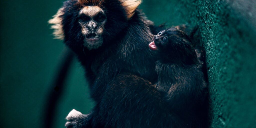 sp:-zoologico-comemora-sucesso-em-reproducao-de-saguis-da-serra-escuro