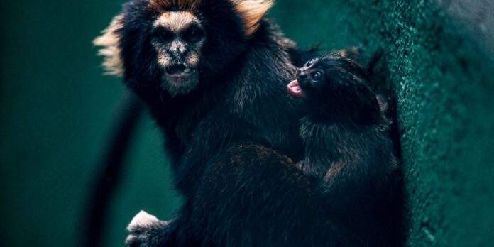 sp:-zoologico-comemora-sucesso-em-reproducao-de-saguis-da-serra-escuro