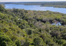 desmatamento-na-amazonia-cai-30,6%-em-um-ano