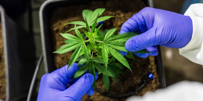 stj-autoriza-cultivo-de-cannabis-para-fins-medicinais