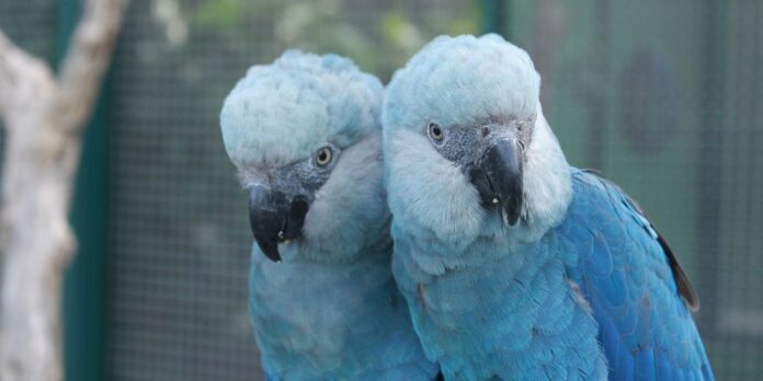zoologico-de-sao-paulo-abre-novo-espaco-dedicado-as-ararinhas-azuis