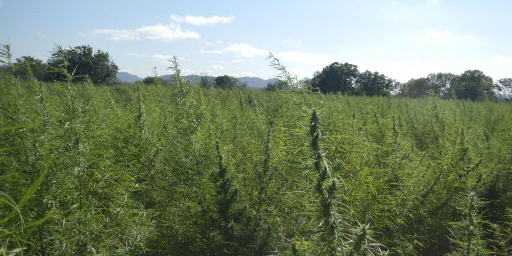 falta-de-regulamentacao-da-cannabis-e-omissao-dolosa,-diz-especialista