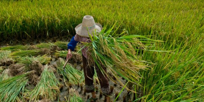 rio-aprova-lei-para-proteger-e-reintegrar-vitimas-de-trabalho-escravo