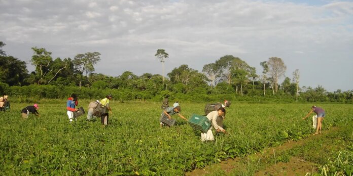 lula-sanciona-lei-que-autoriza-r$-500-mi-para-agricultura-familiar