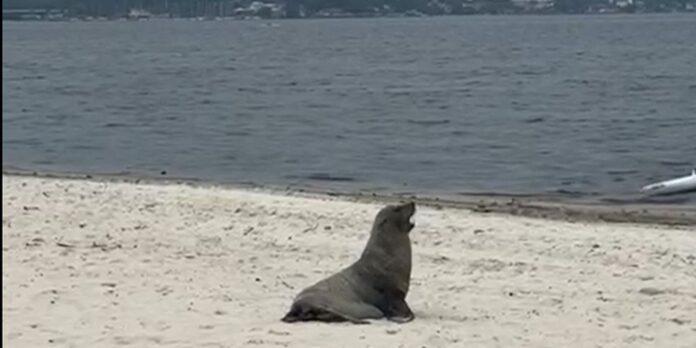 lobo-marinho-e-avistado-em-marica,-no-rio-de-janeiro