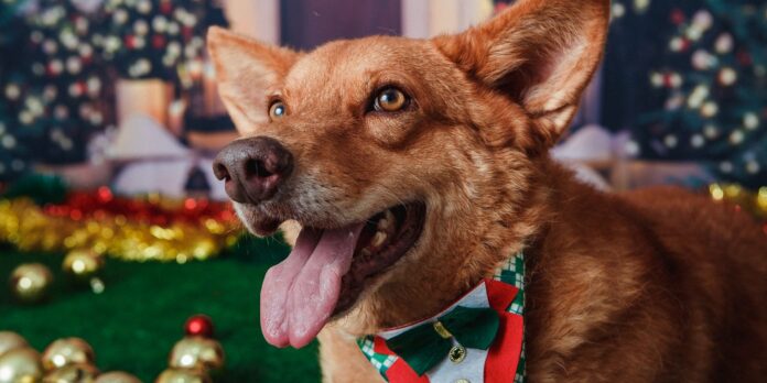 animais-domesticos-terao-direito-a-rg-com-cadastro-nacional