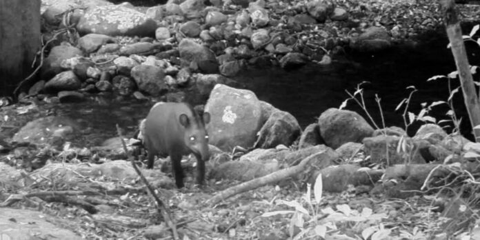 consideradas-extintas,-antas-sao-vistas-no-rio-apos-100-anos