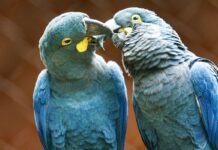 ameacada-de-extincao,-mais-uma-arara-azul-de-lear-nasce-em-sao-paulo