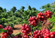 Preço do café no campo deve fechar o mês em alta