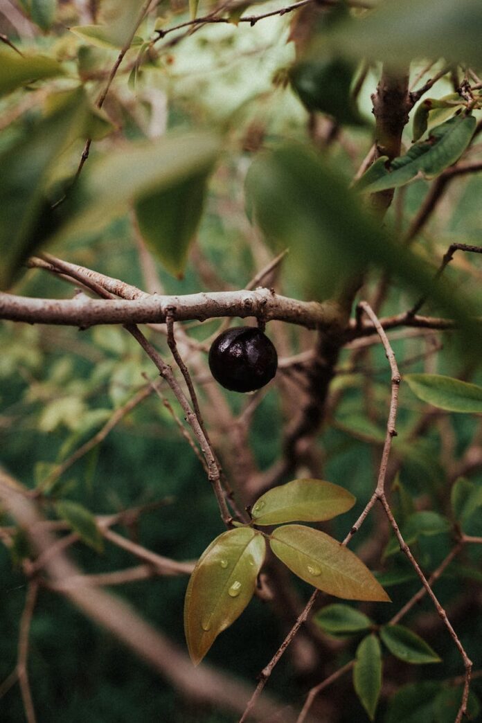 pexels-photo-14906446 close up of a dark fruit on a branch