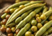 Brasil deve produzir ao menos 3 milhões de toneladas de feijão no próximo ciclo