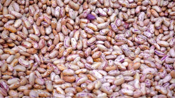beige and purple beans