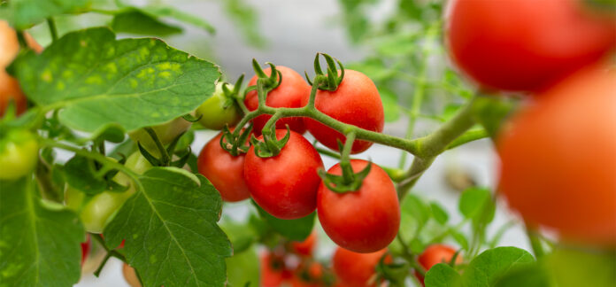 BANNER_Cesta básica em Cuiabá sobe 1% na terceira semana de setembro, puxada pelo tomate