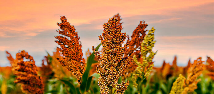 IMG-ArtigoBlog-Hero-ciclo-do-sorgo-fenologia-fatores-criticos-e-adaptacao-no-brasil (1)