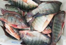 Preço da tilápia pago ao produtor volta a subir em novembro