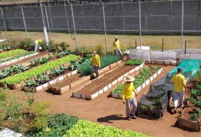 05 Mato Grosso tem quase 27% dos presos do regime fechado trabalhando em diversas atividades
