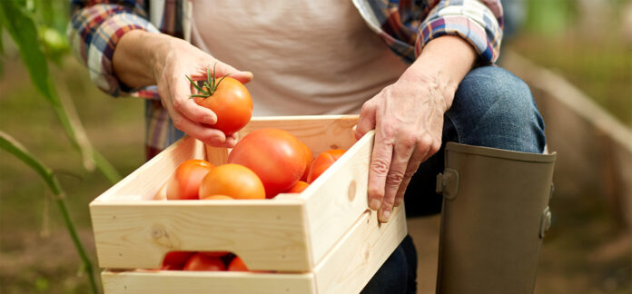 BANNER-Tomate ajuda a puxar custo da cesta básica para o menor preço em 2025 (1)