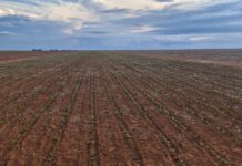 Avanço da semeadura da soja em Mato Grosso segue em ritmo acelerado