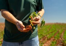 Plantio de soja se estende e irregularidade das chuvas preocupa produtores em todo o Mato Grosso