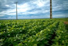 Projeto piloto da Aprosoja MT agiliza atendimento de produtores com concessionária de energia elétrica