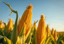 Com oferta baixa, preço do milho no campo segue em alta