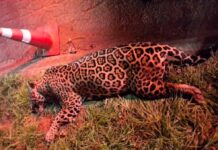 Onça-pintada de 100 kg morre após ser atropelada em MT