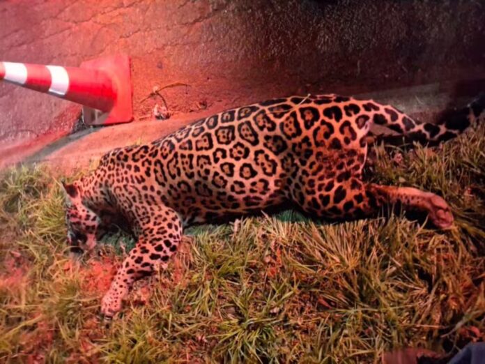 whatsapp-image-2025-10-28-at-10.10.54