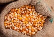 Governo Federal libera R$ 190 milhões para abastecer produtores com milho