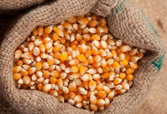 02 PVB. Governo Federal libera R$ 190 milhões para abastecer produtores com milho