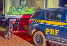 PRF apreende mais de uma tonelada de skunk em Rondonópolis