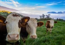 Preço do boi gordo hoje: confira as cotações para segunda-feira (24)